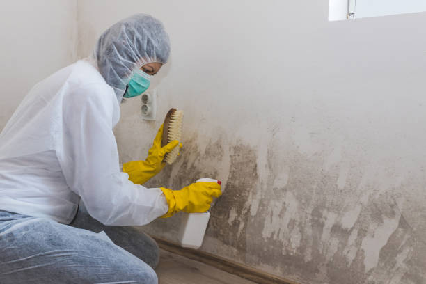 Home Mold Removal in Keyes, CA