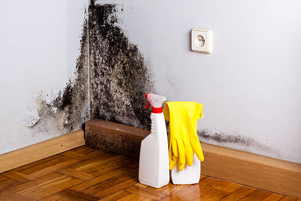 Best Professional Mold Removal  in Keyes, CA