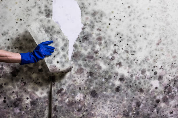 Best Mold Damage Repair  in Keyes, CA